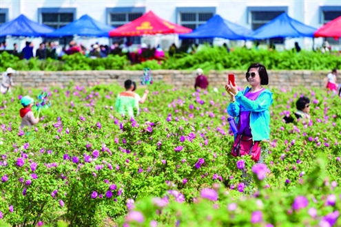 平阴县“以节为媒”,邀请更多朋友来济南、来平阴,赴玫瑰之旅、赏玫瑰花海、享玫瑰盛宴、品玫瑰文化